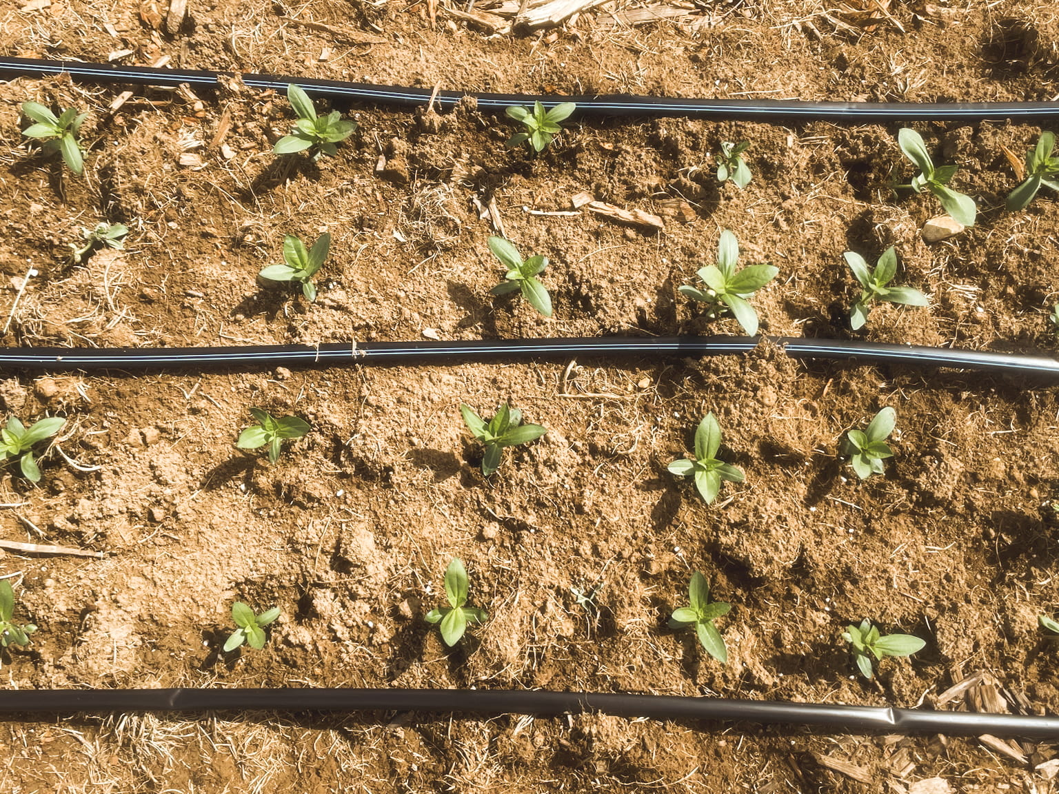 Seedling rows detail