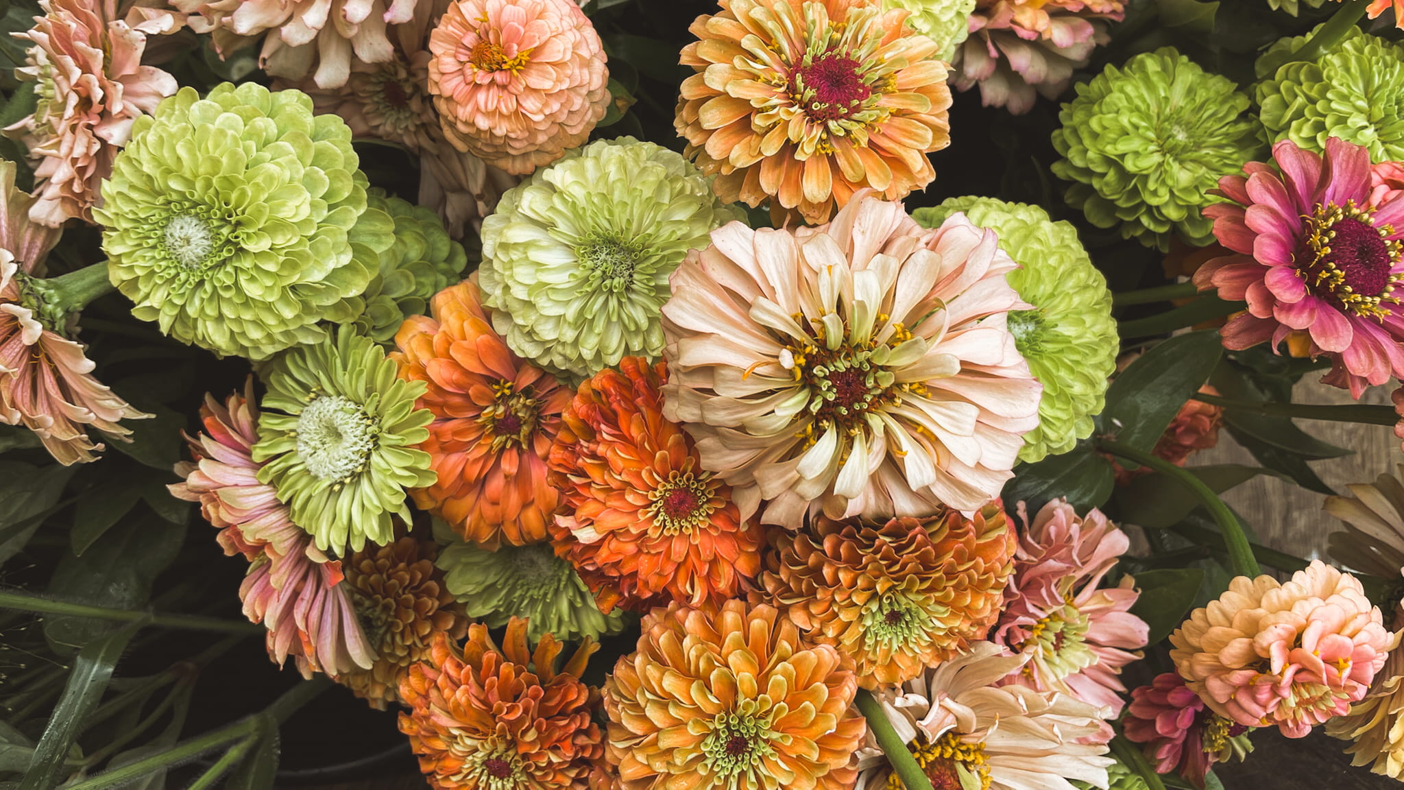 Zinnias close-up